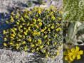 /album/fotogaleria-inicio1/helianthemum-squamatum-jpg/